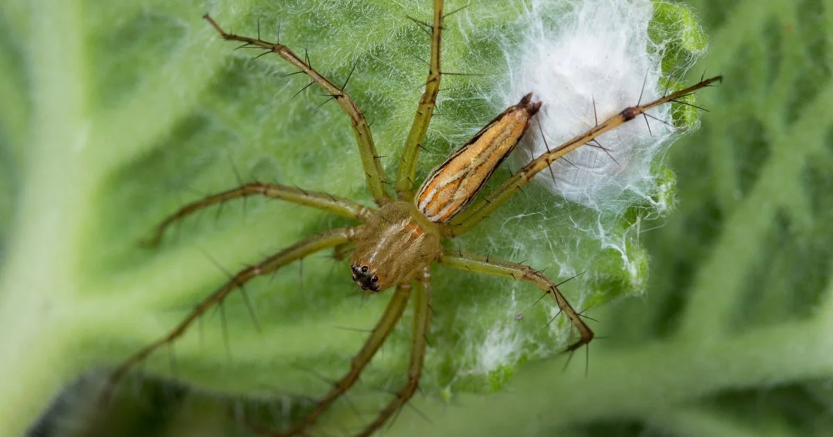 How Do You Know If Spider Eggs Have Hatched