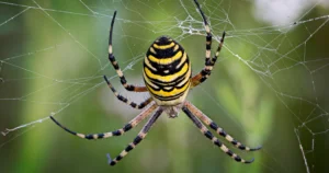 The Role Of Spiders In Ecosystems The Role Of Spiders In Ecosystems