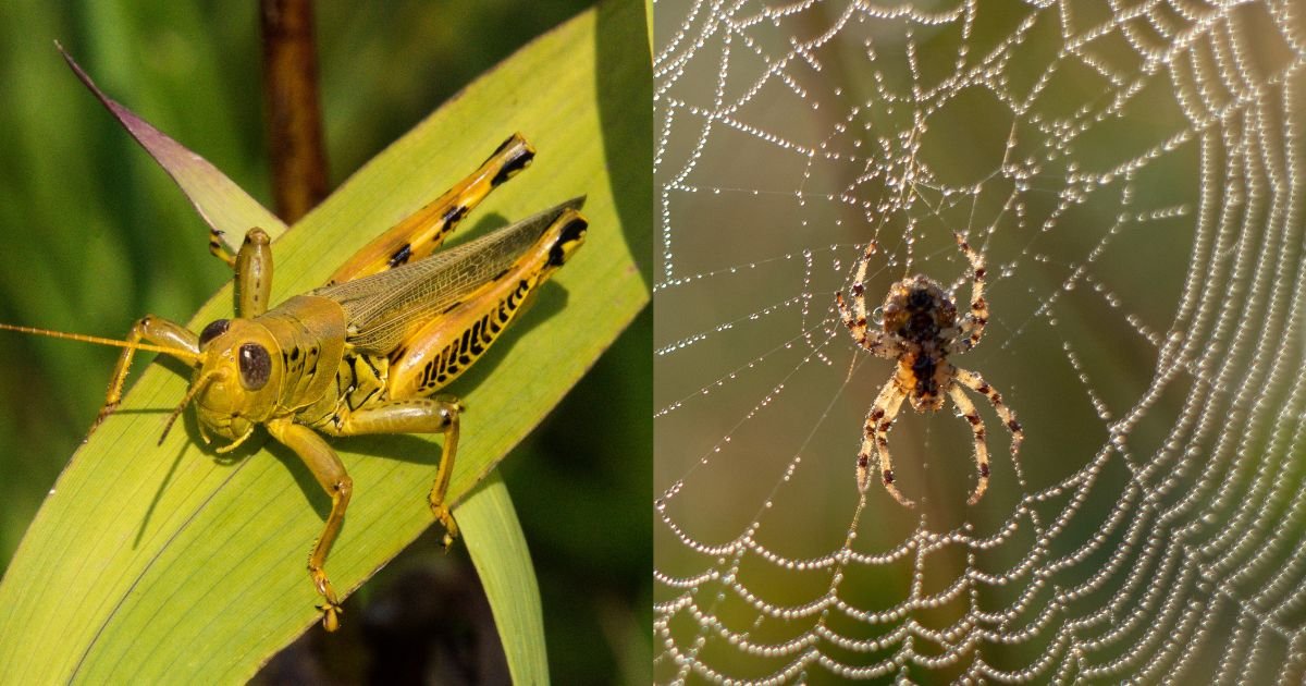 What is the Difference between Spider and Grasshopper