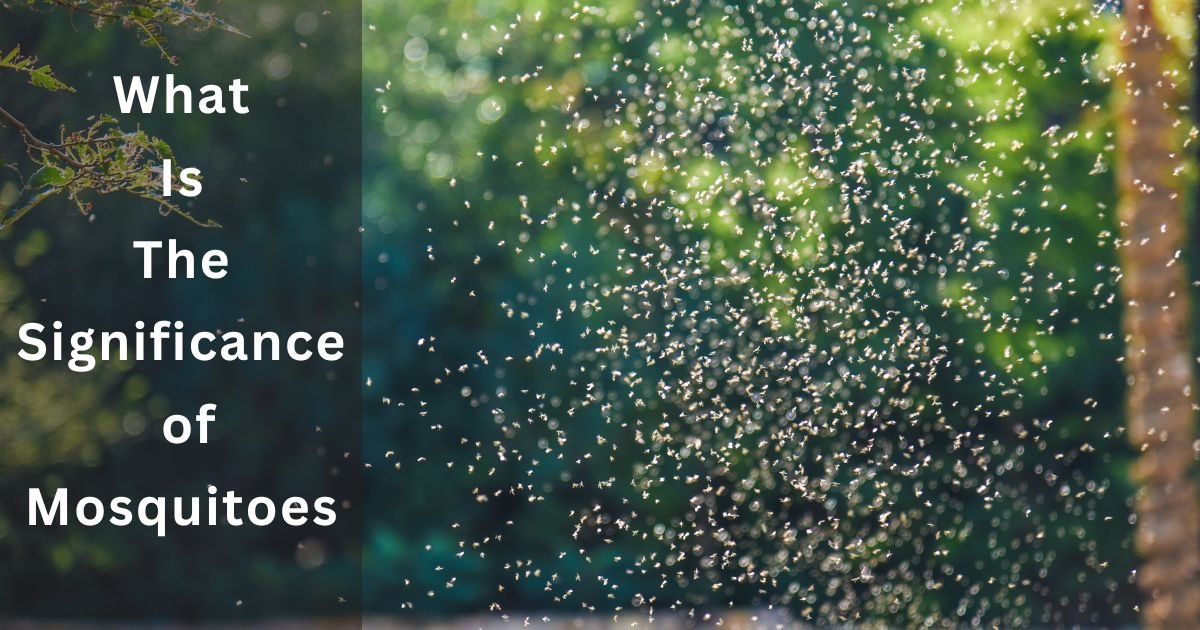 What is the Significance of Mosquitoes