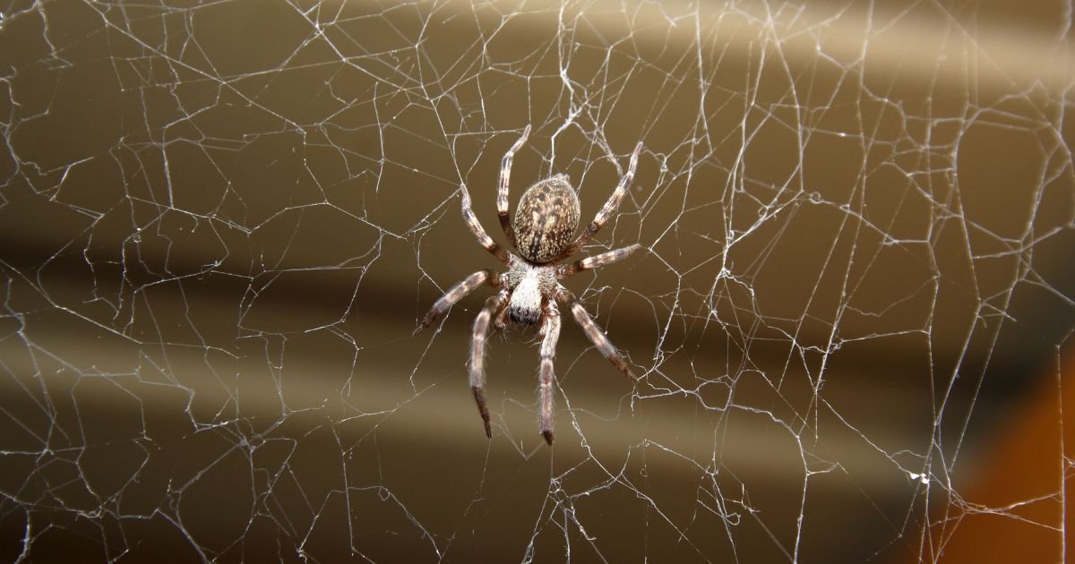 What to Do If You Have a Spider Problem What to Do If You Have a Spider Problem
