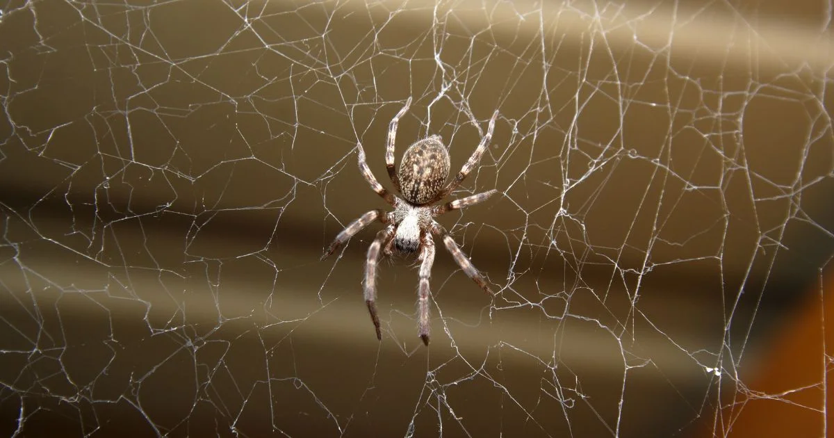 What to Do If You Have a Spider Problem