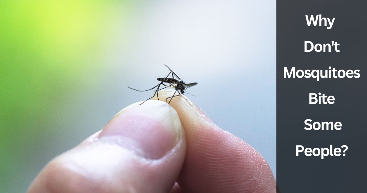 Why Don't Mosquitoes Bite Some People