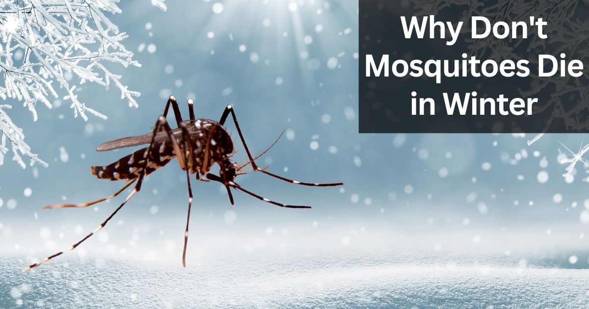 Why Don't Mosquitoes Die in Winter