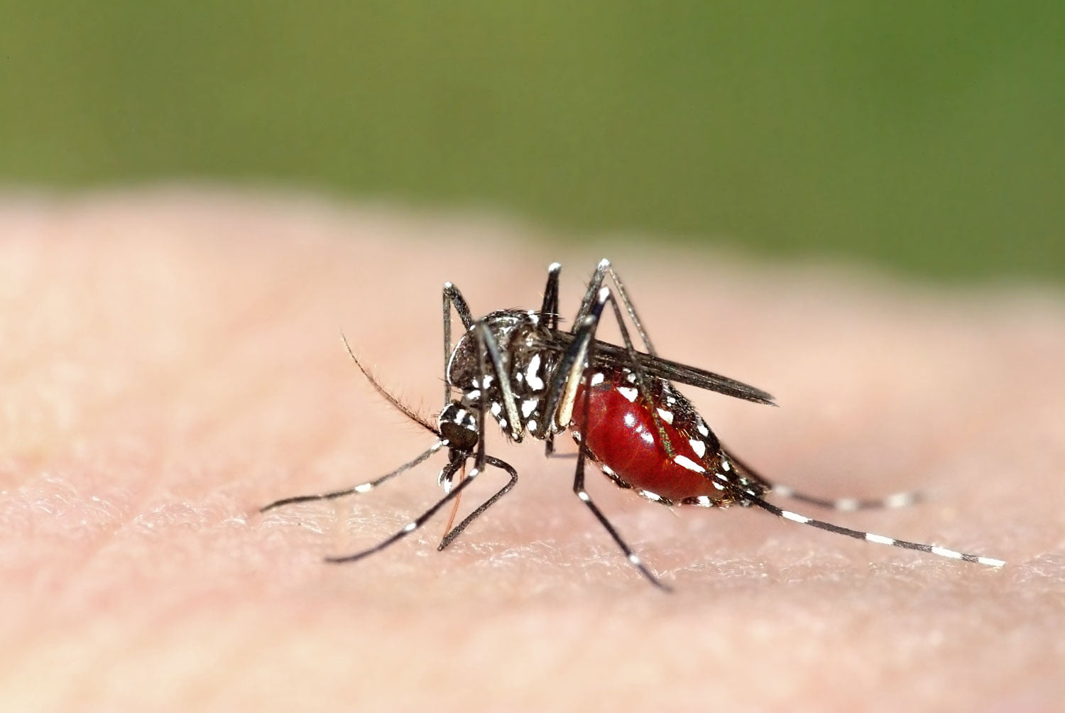 Are Mosquitoes Beneficial in Any Way?