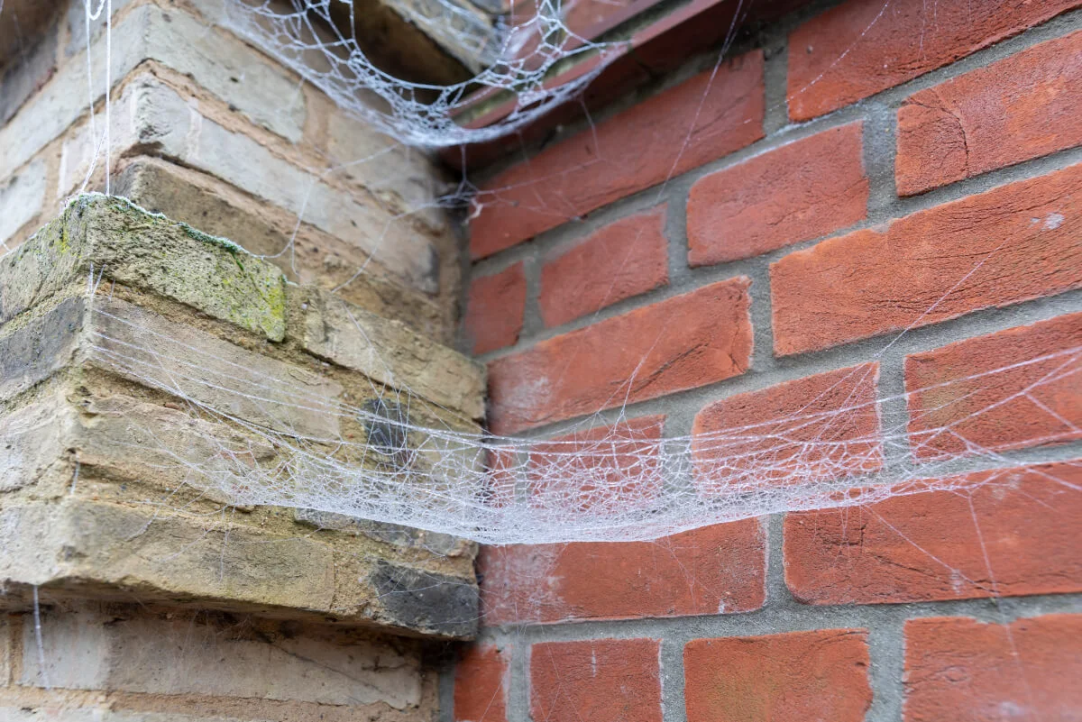 Best Way to Clean Spider Webs Outside