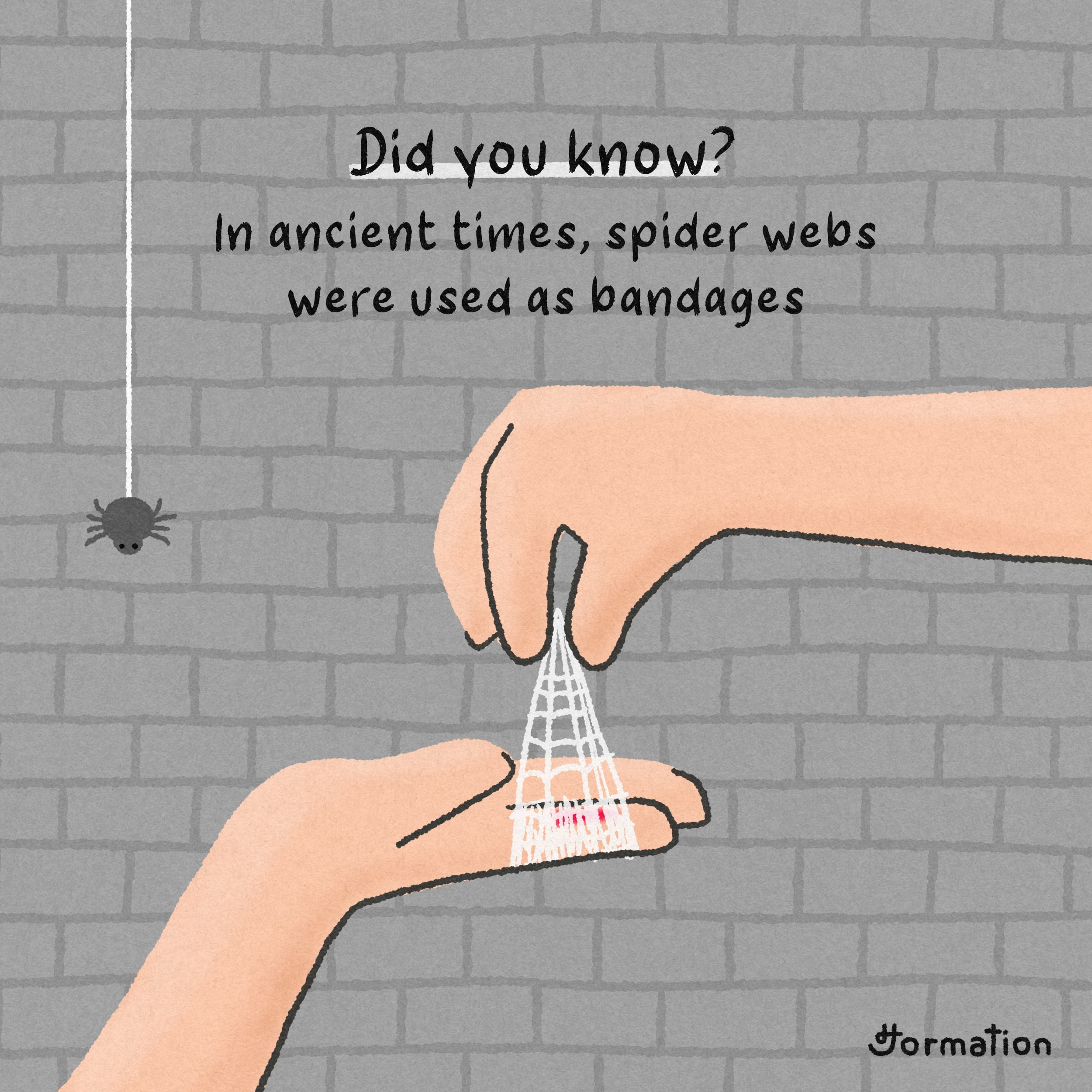 Can Spider Webs Be Used As Bandages?