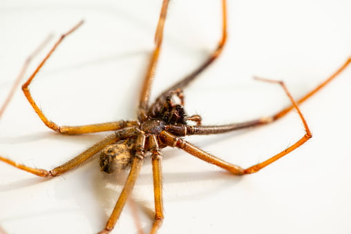 Does a Dead Spider Attract More Spiders?