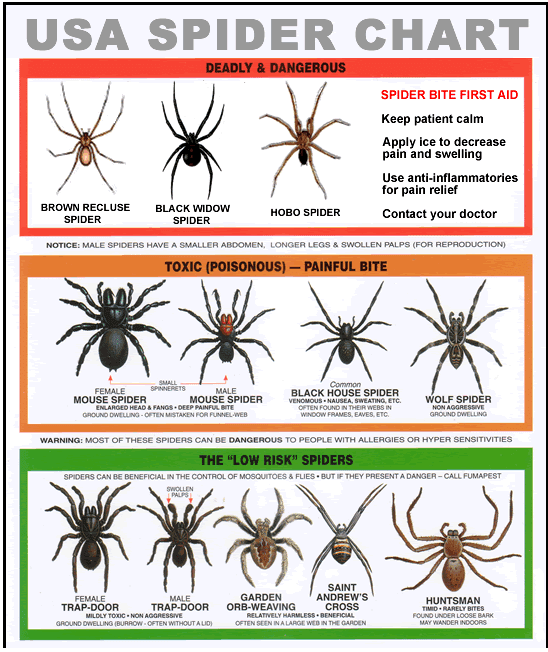 How Do You Know If Spider is Poisonous?