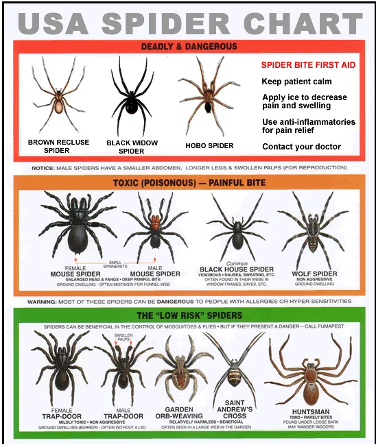 how do you know if spider is poisonous How Do You Know If Spider is Poisonous?