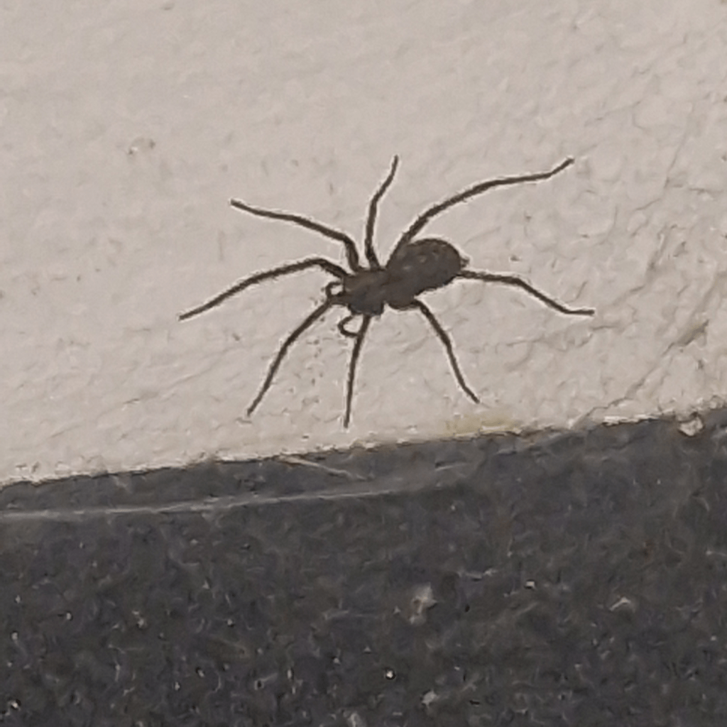 Stunning How Can You Tell If A Spider Is Pregnant Abstract Nature Stunning How Can You Tell If A Spider Is Pregnant Abstract Nature