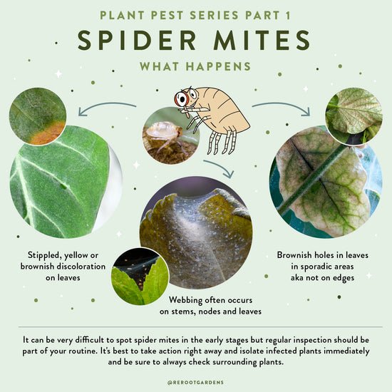 How Do You Know When Spider Mites are Gone?