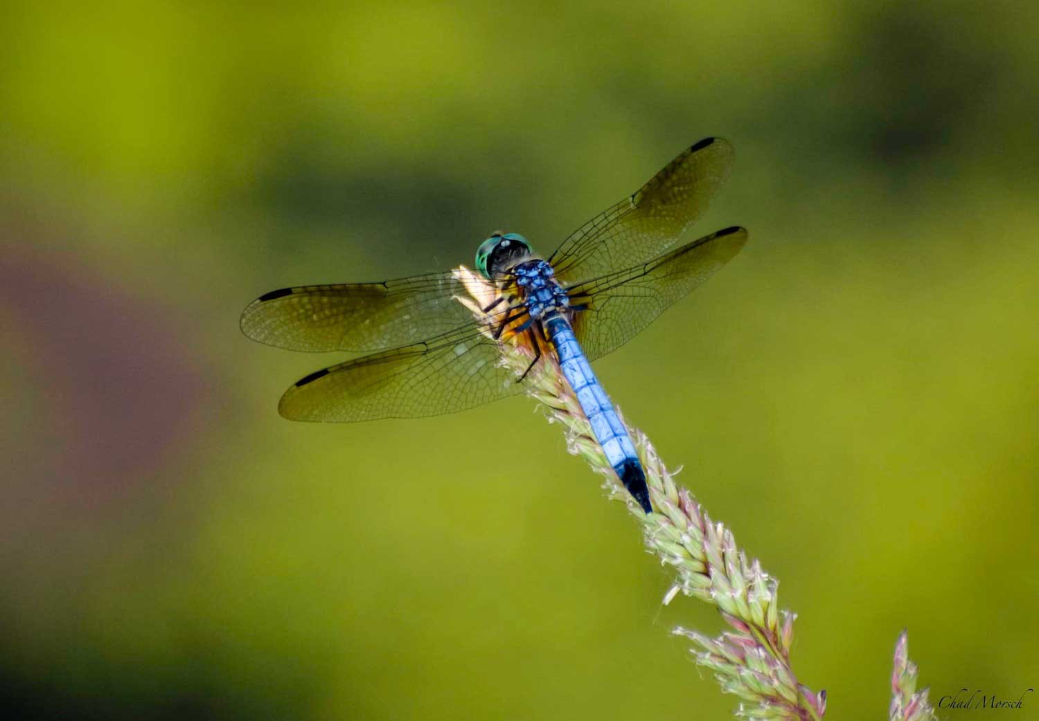 How Many Mosquitoes Do Dragonflies Eat?