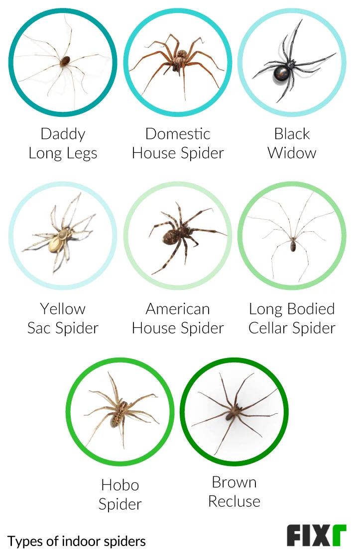 How Much Does It Cost to Spray a House for Spiders?
