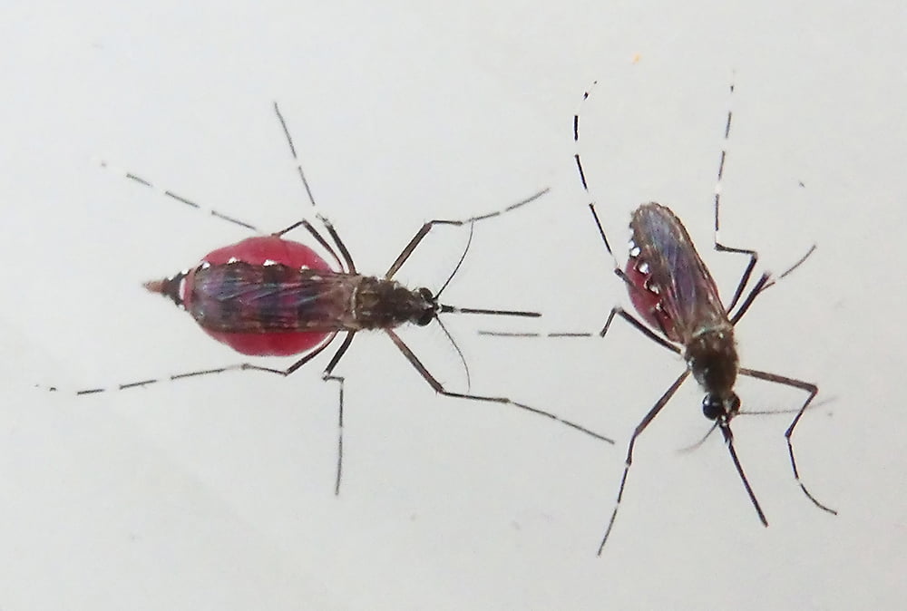 How Often Do Mosquitoes Drink Blood?