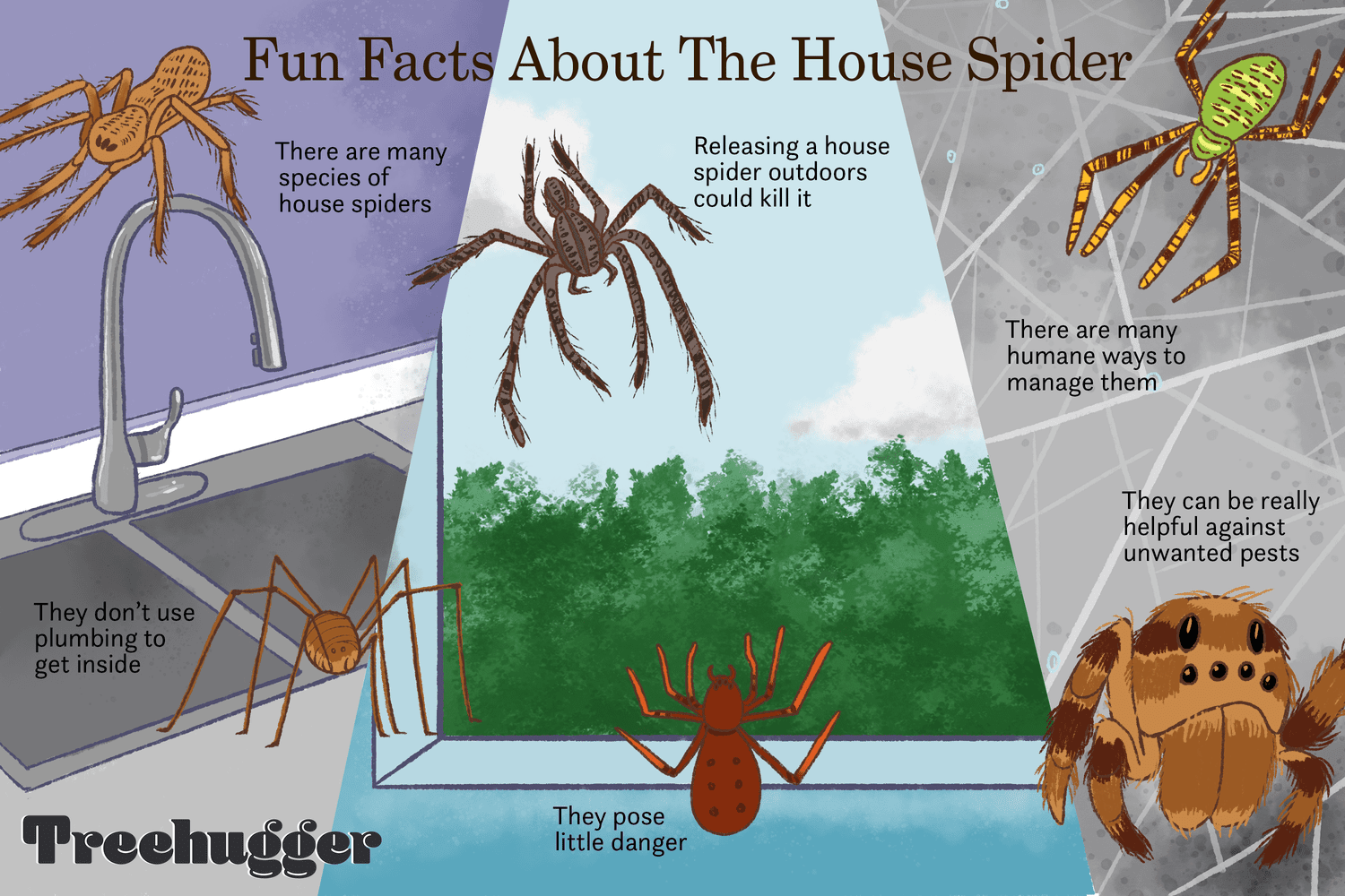 What are the Benefits of Having Spiders in Your House?