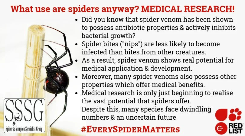 What are the Benefits of Spider Bite?