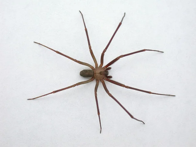 What Does It Mean When a Spider Appears Out of Nowhere?