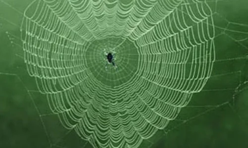 What is the Difference between Spider Webs And Cobwebs?