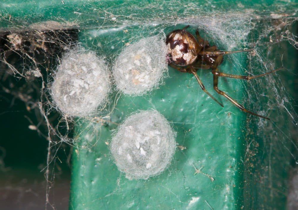 What to Do If You Find a Spider Egg Sac?