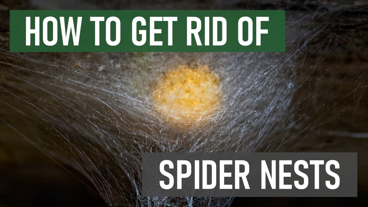 What to Do If You Find a Spider Nest?
