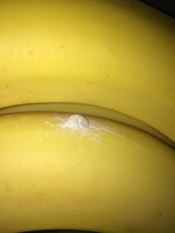 What to Do If You Find Spider Eggs on Bananas?