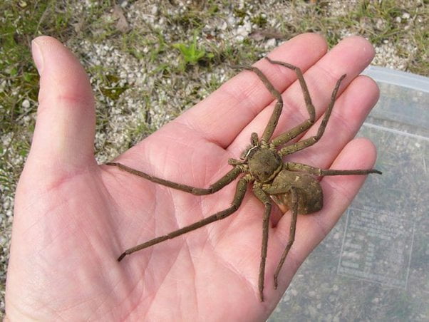 What to Do If You See a Huntsman Spider?