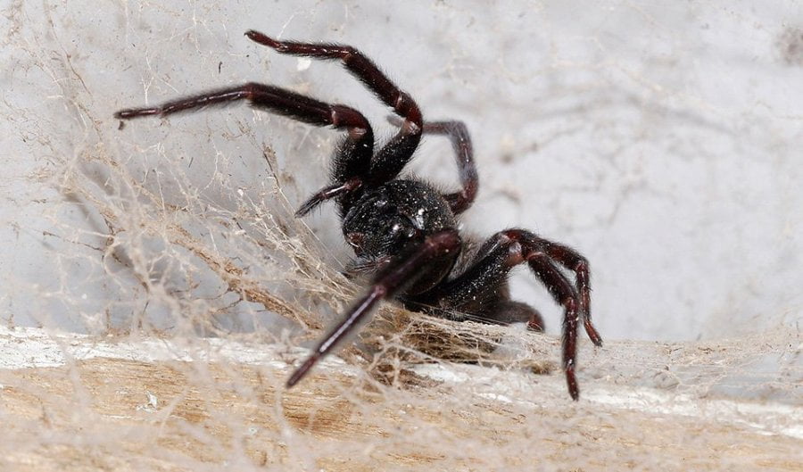 What to Do If You See a Spider in Australia?