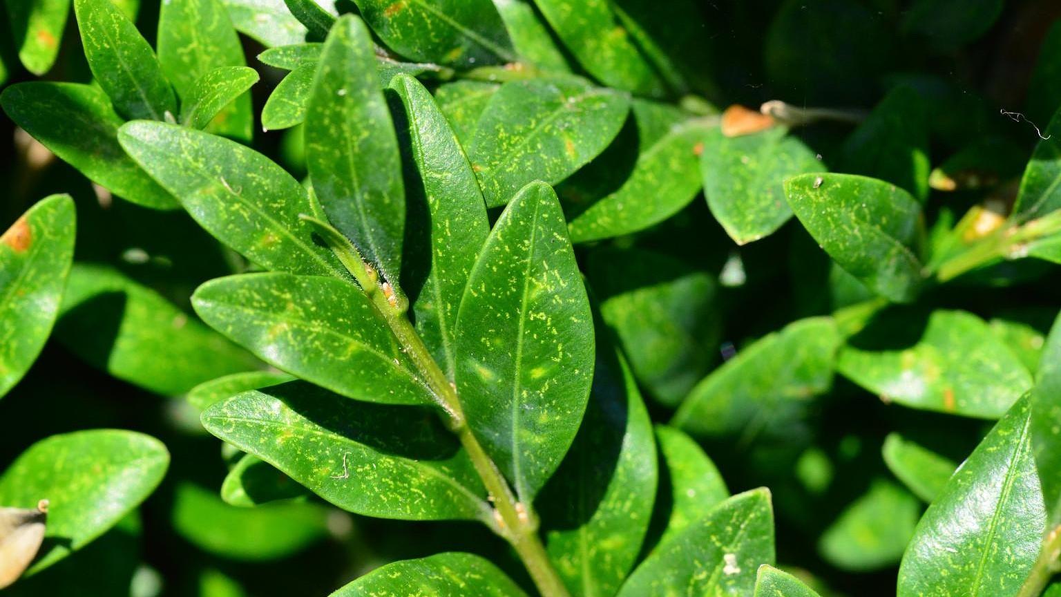 When is the Best Time to Spray for Spider Mites?