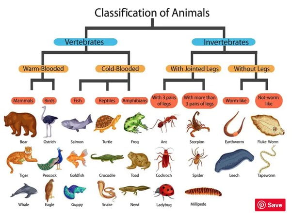 Why Can'T Spider Be Classified in the Class of Insect?