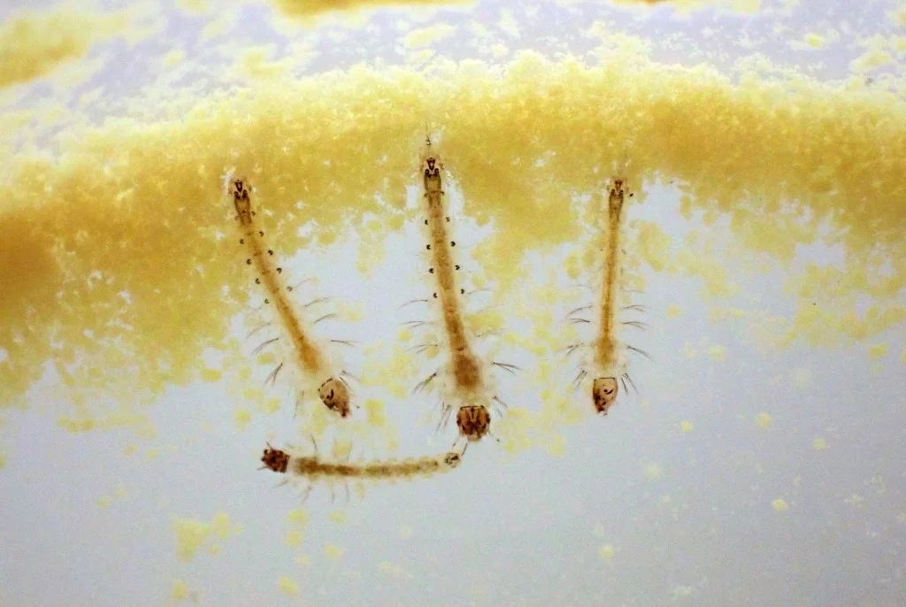 Why is Water Important to Mosquitoes?