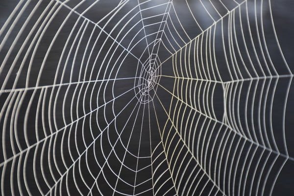 is it safe to eat spider webs 1 Is It Safe to Eat Spider Webs?