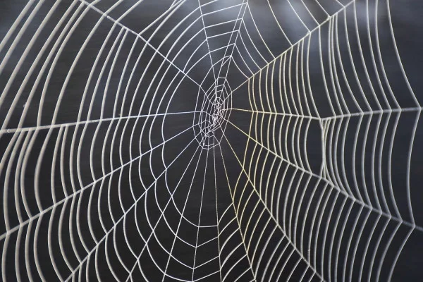 Is It Safe to Eat Spider Webs?