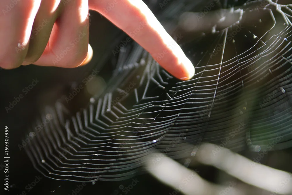 Is It Safe to Touch Spider Web?