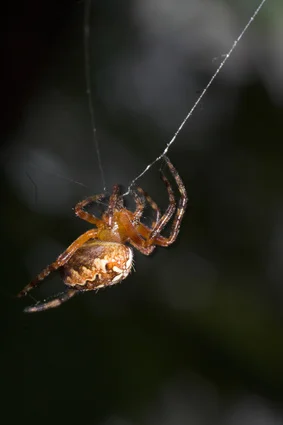 What are the Disadvantages of Spider?