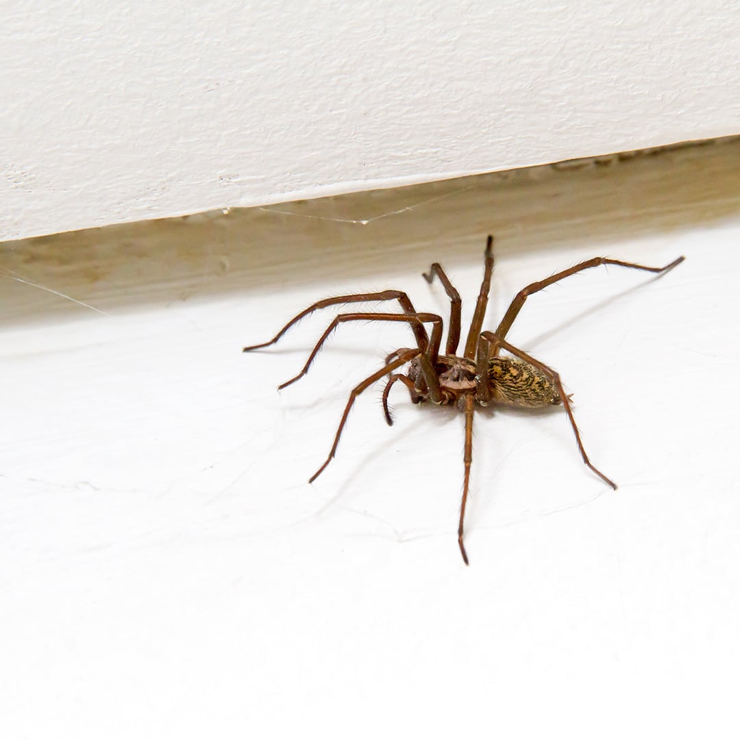 What to Do If Spider in Room?