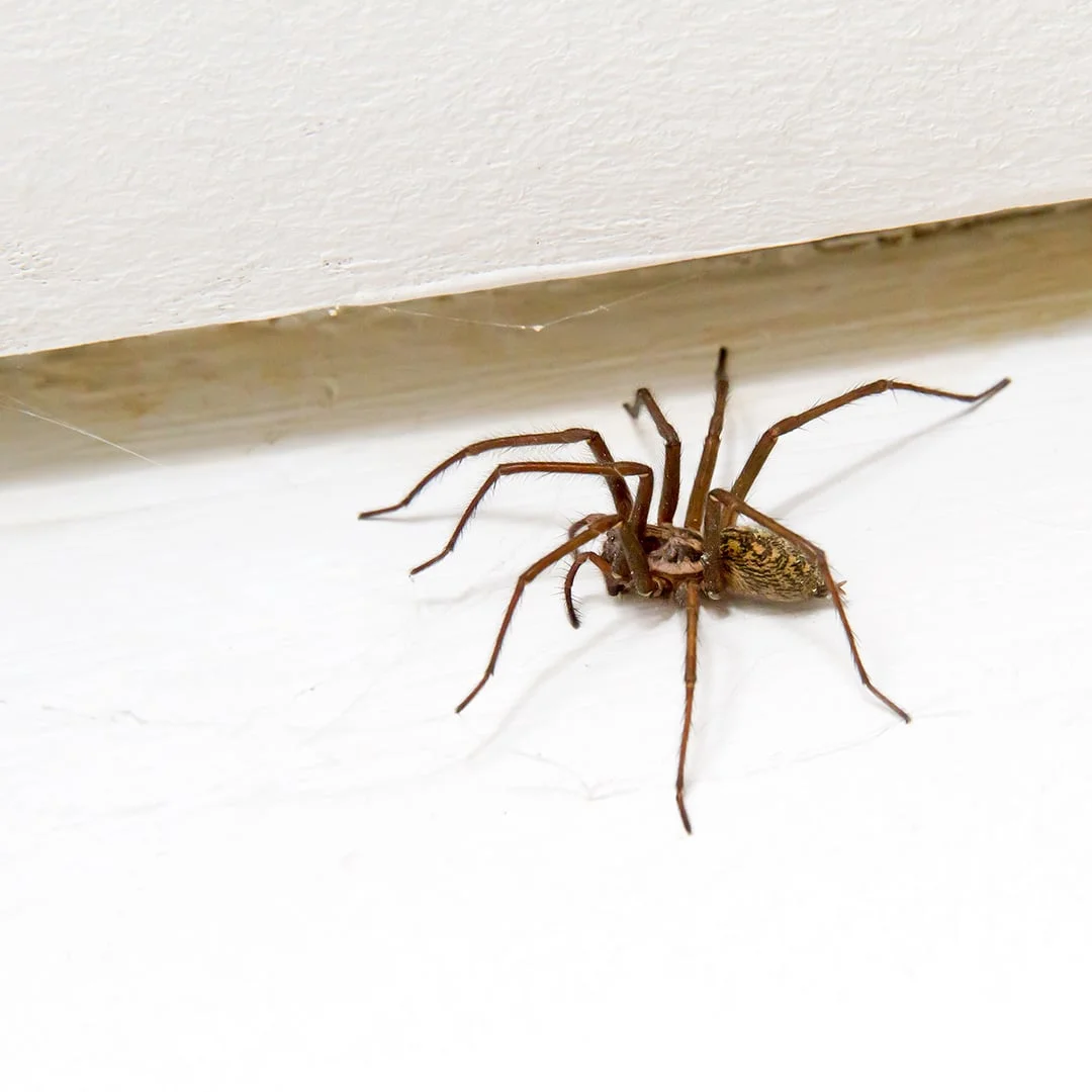 What to Do If Spider in Room?